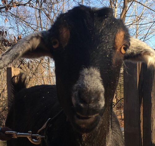 Meet Holly, Burgundy’s New Goat