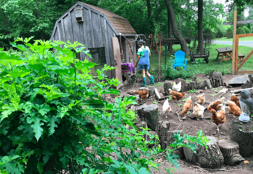 Art in a Chicken Yard